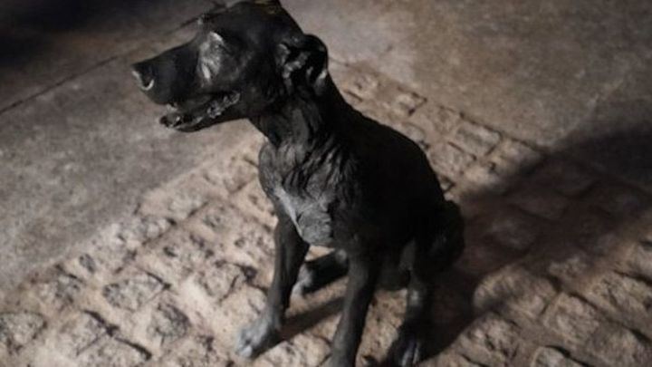 'El perro Paco' / Telemadrid