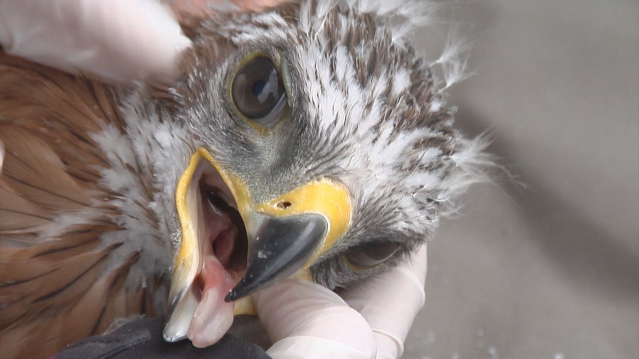 Las águilas perdiceras vuelven a anidar en la región