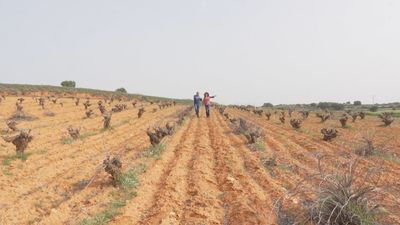 ¿Cómo se cultiva un campo ecológico?