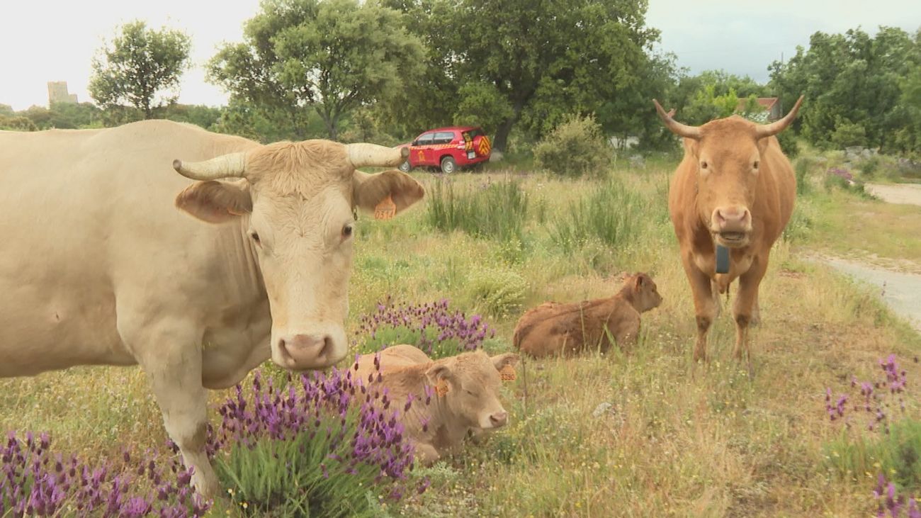 ¿Por qué algunas vacas de La Cabrera llevan collar GPS?