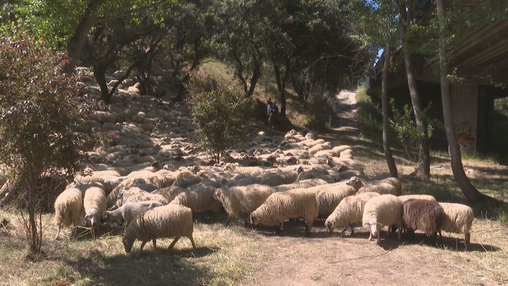 Algete confía a ovejas madrileñas el desbroce preventivo del parque de La Barranca