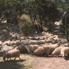 Algete confía a ovejas madrileñas el desbroce preventivo del parque de La Barranca