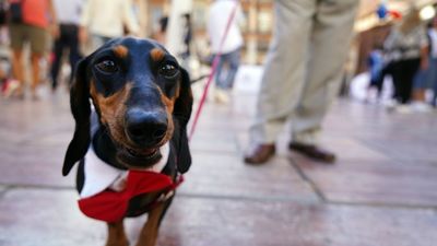 Las ‘I Jornadas de Bienestar Animal’ llegan a Alcorcón con actividades para todas las edades