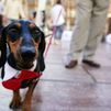 Las ‘I Jornadas de Bienestar Animal’ llegan a Alcorcón con actividades para todas las edades