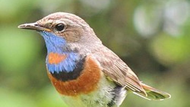 Pechiazul / Telemadrid