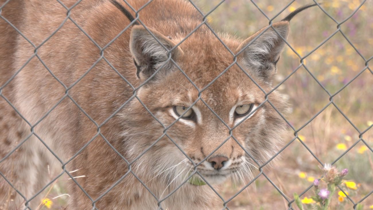 El primer lince boreal que nació en la Península Ibérica en el último siglo está en Navas del Rey