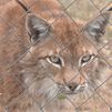 El primer lince boreal que nació en la Península Ibérica en el último siglo está en Madrid
