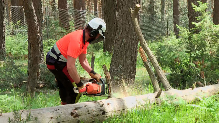 La Comunidad de Madrid estudia cómo aumentar el agua en la vegetación forestal para evitar incendios