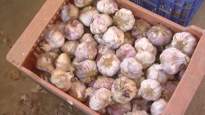 Comienza la recogida del ajo morado en Aranjuez
