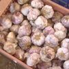 Comienza la recogida del ajo morado en Aranjuez