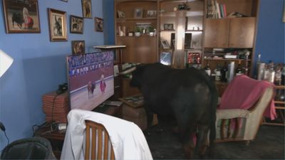 Tamariz, el toro bravo que le gusta ver las corridas por la tele