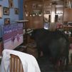 Tamariz, el toro bravo que le gusta ver las corridas por la tele
