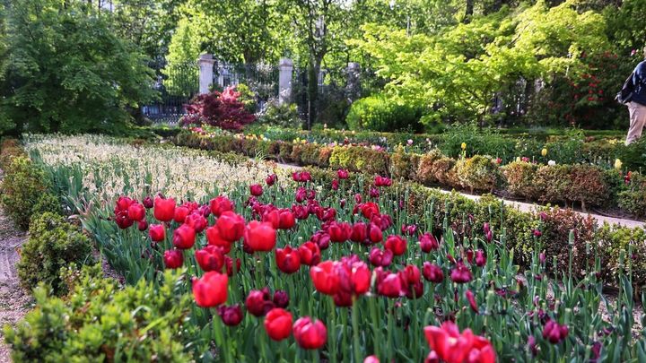 Tulipanes en el Real Jardín Botánico / EUROPA PRESS