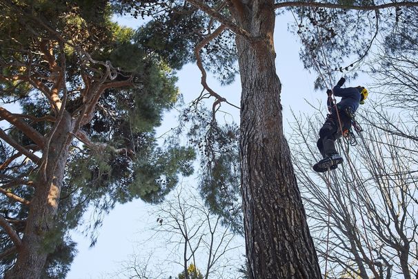 Trabajos en altura en el Real Jardín Botánico tras el paso de la borrasca Filomena / EUROPA PRESS