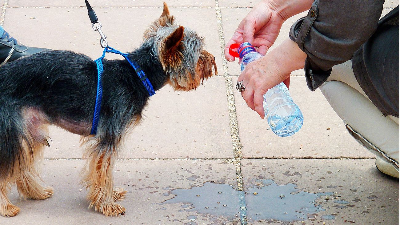 Consejos para evitar que tu perro sufra un golpe de calor