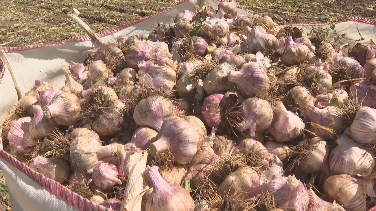 El ajo de Chinchón, listo para ser degustado tras una excelente campaña de producción