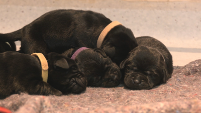 Se buscan familias de acogida para cuidar a 50 cachorros de la ONCE