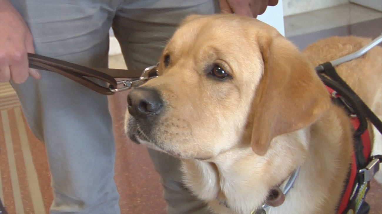 La historia de Ufo, el perro guía que fue criado por Inmaculada Galván