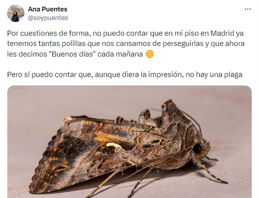 Polillas en Madrid / TWITTER