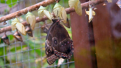 Alerta por una nueva plaga de polillas gigantes que invade España