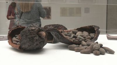 El Real Jardín Botánico nos propone un viaje a través del cacao de Ecuador