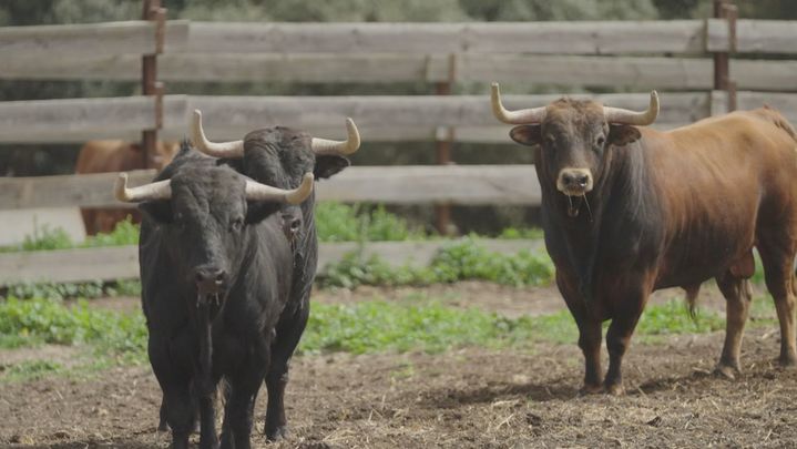 Toros de Lidia / Telemadrid