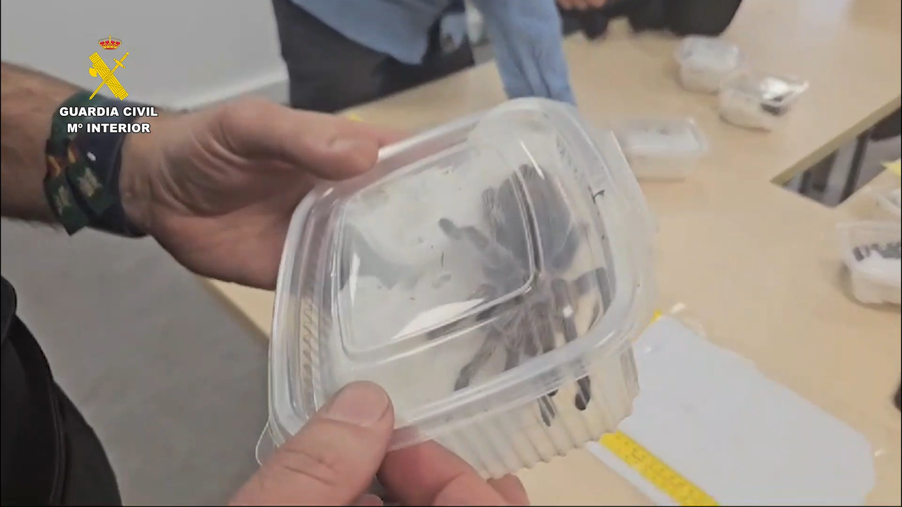 La Guardia Civil investiga a un hombre tras detectar 15 tuppers con tarántulas en Barajas