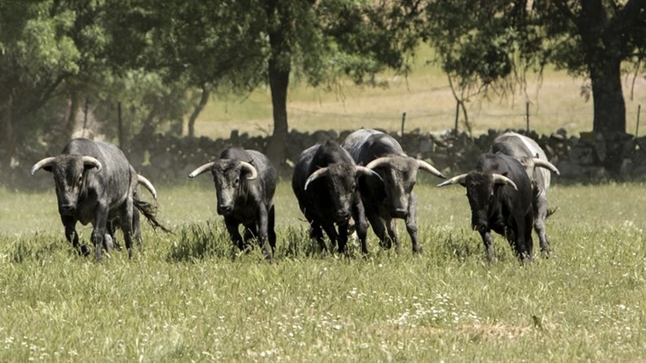 Recorrer las fincas de toros de lidia en 4x4 es posible en Madrid
