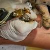 Denuncian el intrusismo y la falta de control en el sector del tatuaje