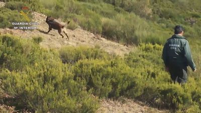 Las actuaciones del SEPRONA se duplicaron en los últimos cinco años