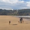 Perros en la playa, toma nota de las localidades españolas que lo permiten