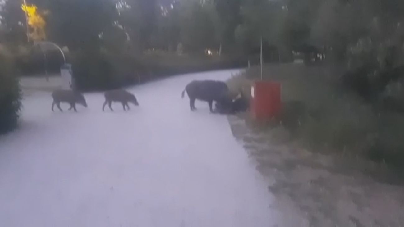 Un grupo de jabalíes se pasea por la Avenida de Quiñones de Sanse