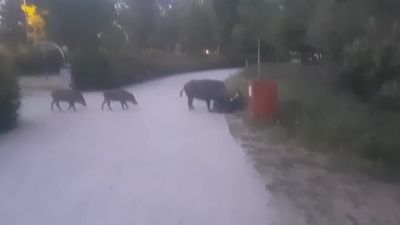 Un grupo de jabalíes se pasea por la Avenida de Quiñones de Sanse