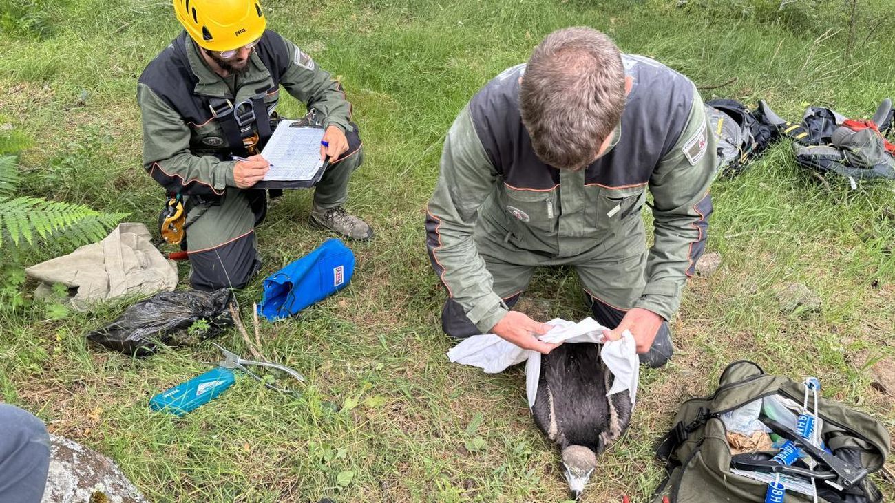 La Comunidad realiza el marcaje y seguimiento de un centenar de pollos de buitre negro