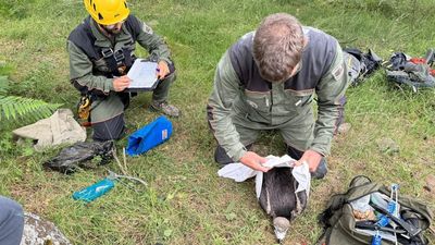 La Comunidad realiza el marcaje y seguimiento de un centenar de pollos de buitre negro