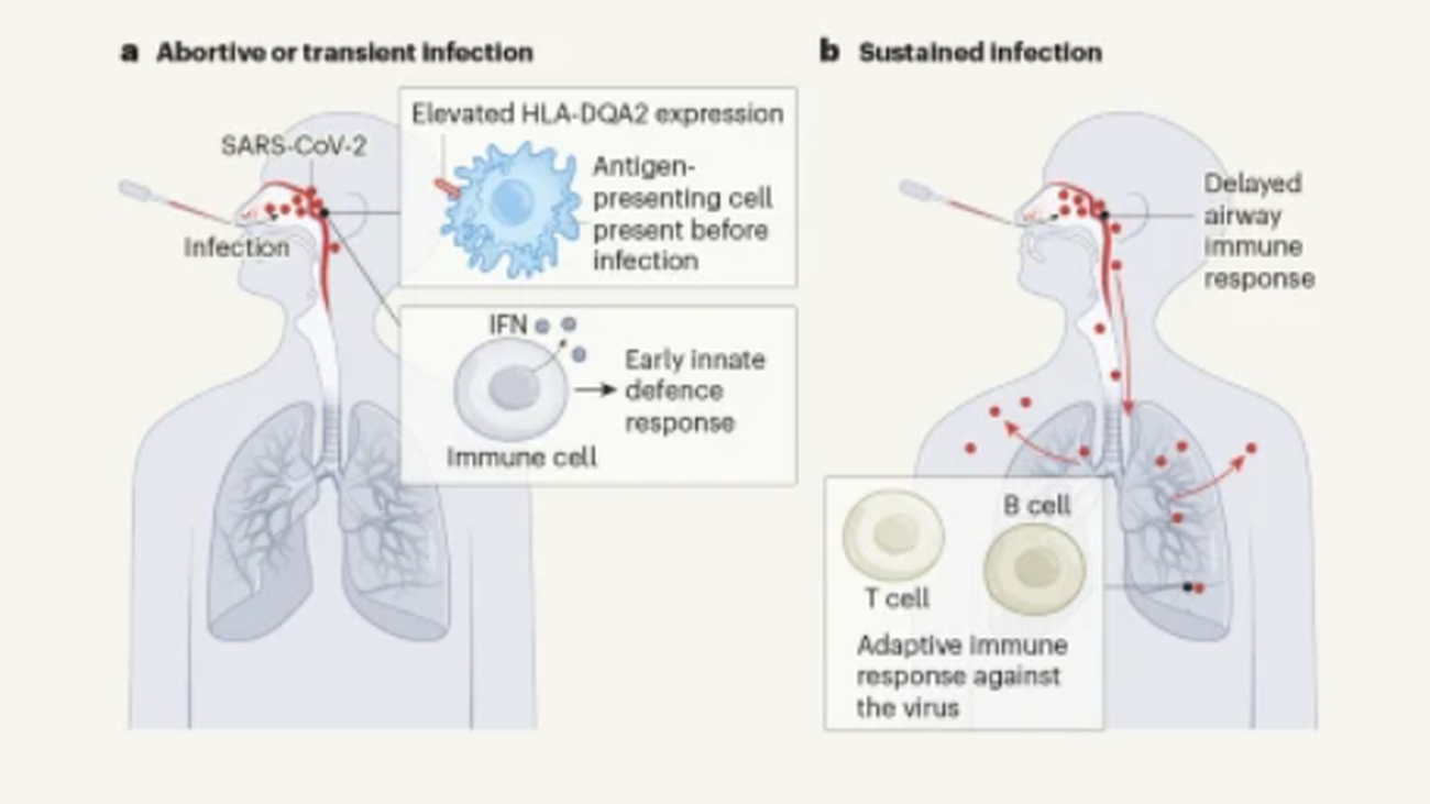 Hallan nuevas respuestas inmunitarias que explican cómo algunas personas evitan el covid