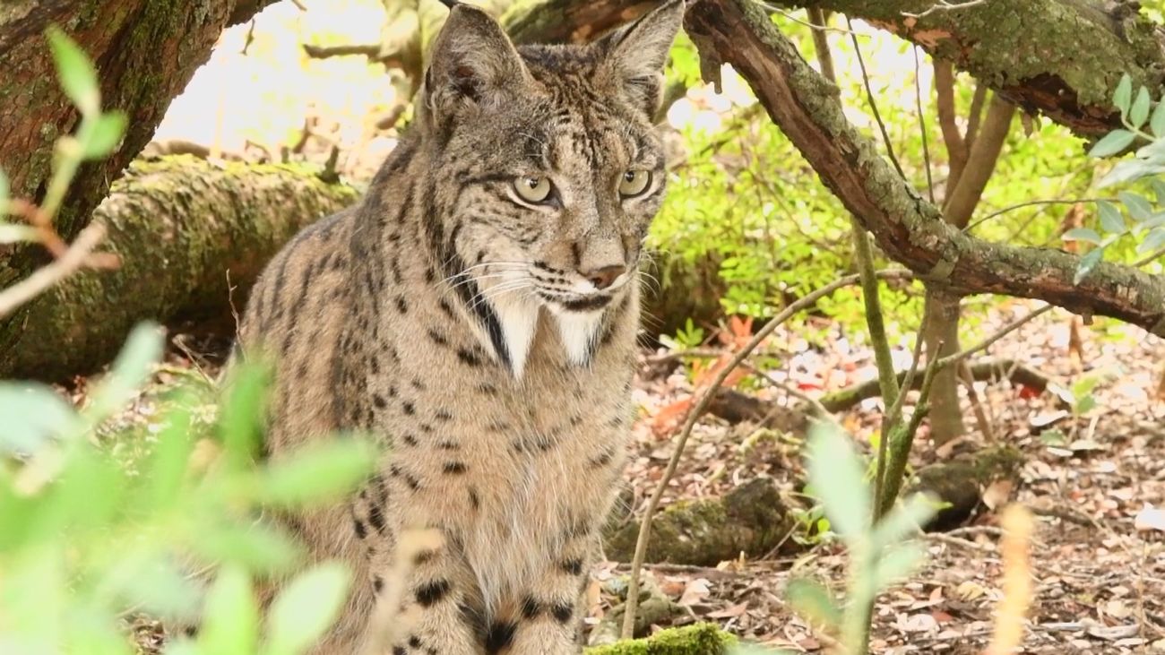 El lince ibérico ya no está en peligro de extinción