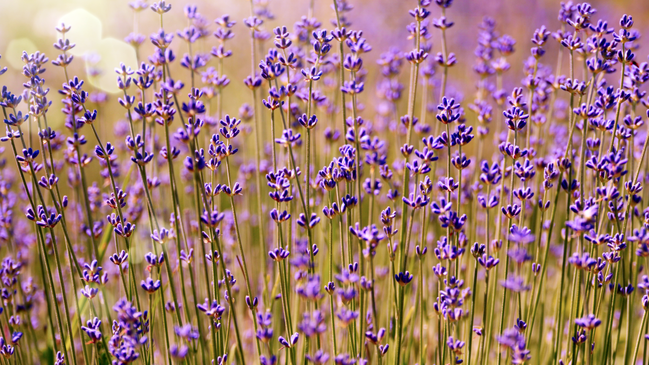 Pezuela de las Torres celebra su primer Festival de la Lavanda