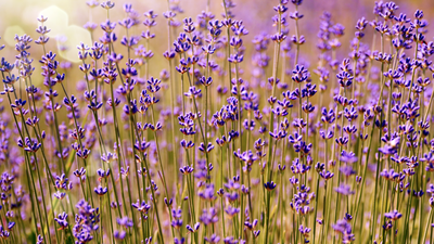 Pezuela de las Torres celebra su primer Festival de la Lavanda