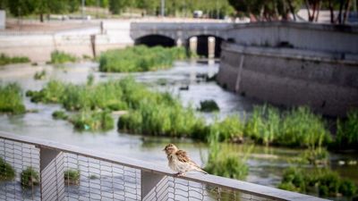 Cuando Madrid estuvo a punto de tener un puerto marítimo… en el Manzanares