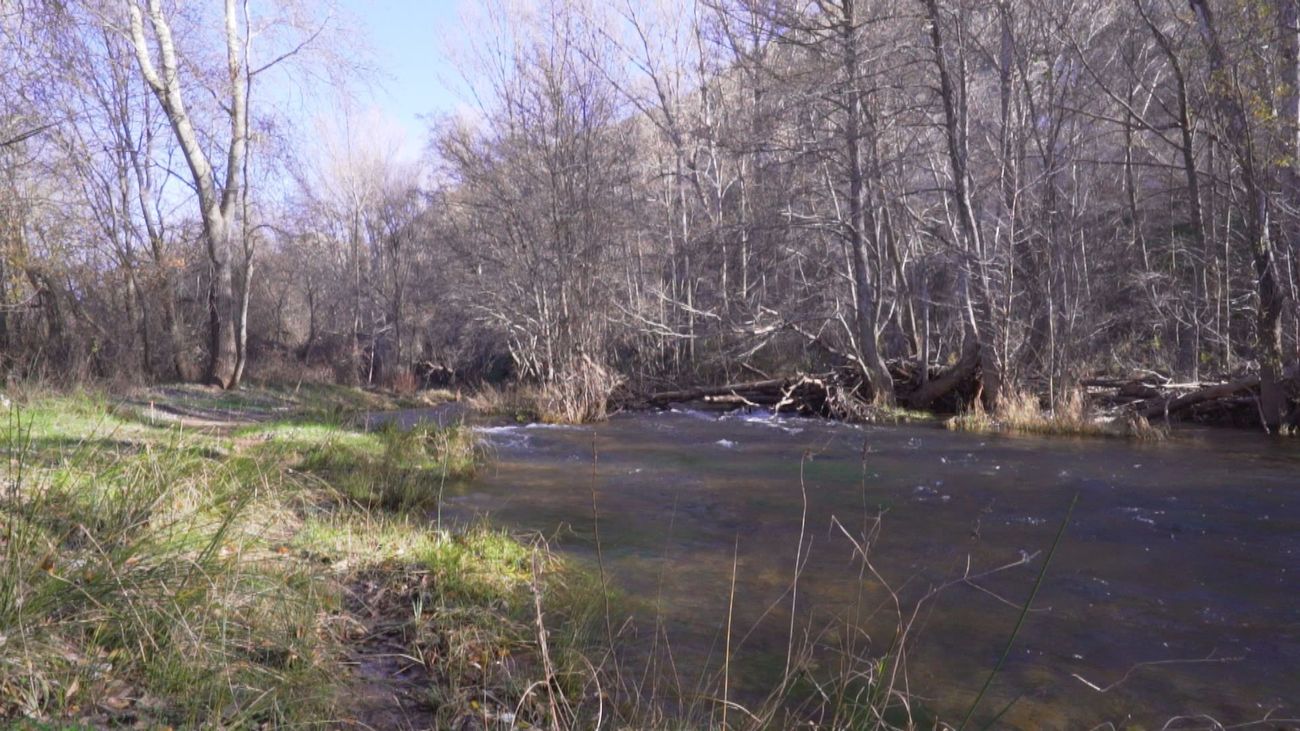 La Vega del Jarama: El lugar idóneo para la reforestación y la plantación de pistachos