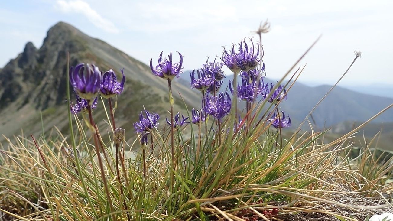 El agua con las siete hierbas para invocar la 'magia' en la noche de San Juan