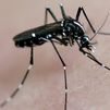 El dengue aumenta en la Comunidad de Madrid: 76 casos en lo que va de año, el doble respecto a 2023