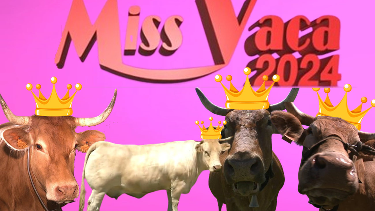 Gallarda, Navarra, Cuca y Parrula, cuatro hermosas rubias aspirantes a 'Miss Vaca Galicia' 2024