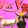 Gallarda, Navarra, Cuca y Parrula, cuatro hermosas rubias aspirantes a 'Miss Vaca Galicia' 2024