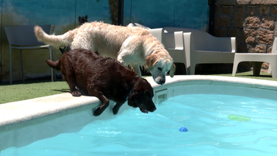 El lugar ideal para dejar a tu mascota estas vacaciones