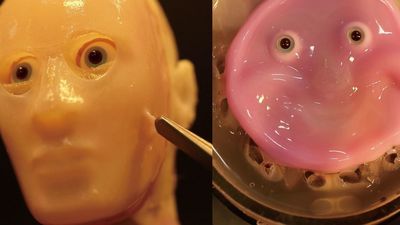 Investigadores japoneses crean un robot con piel humana 'viva'