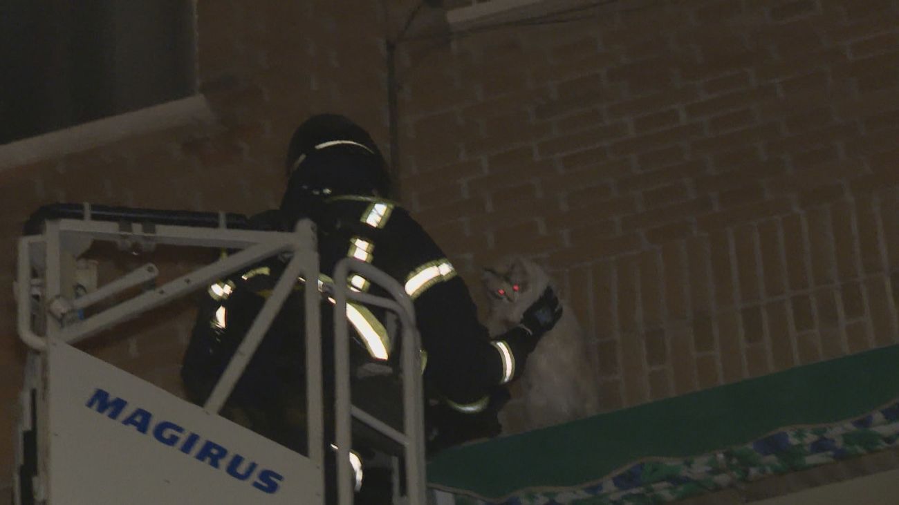 Los bomberos de Madrid rescatan un gato en Vallecas