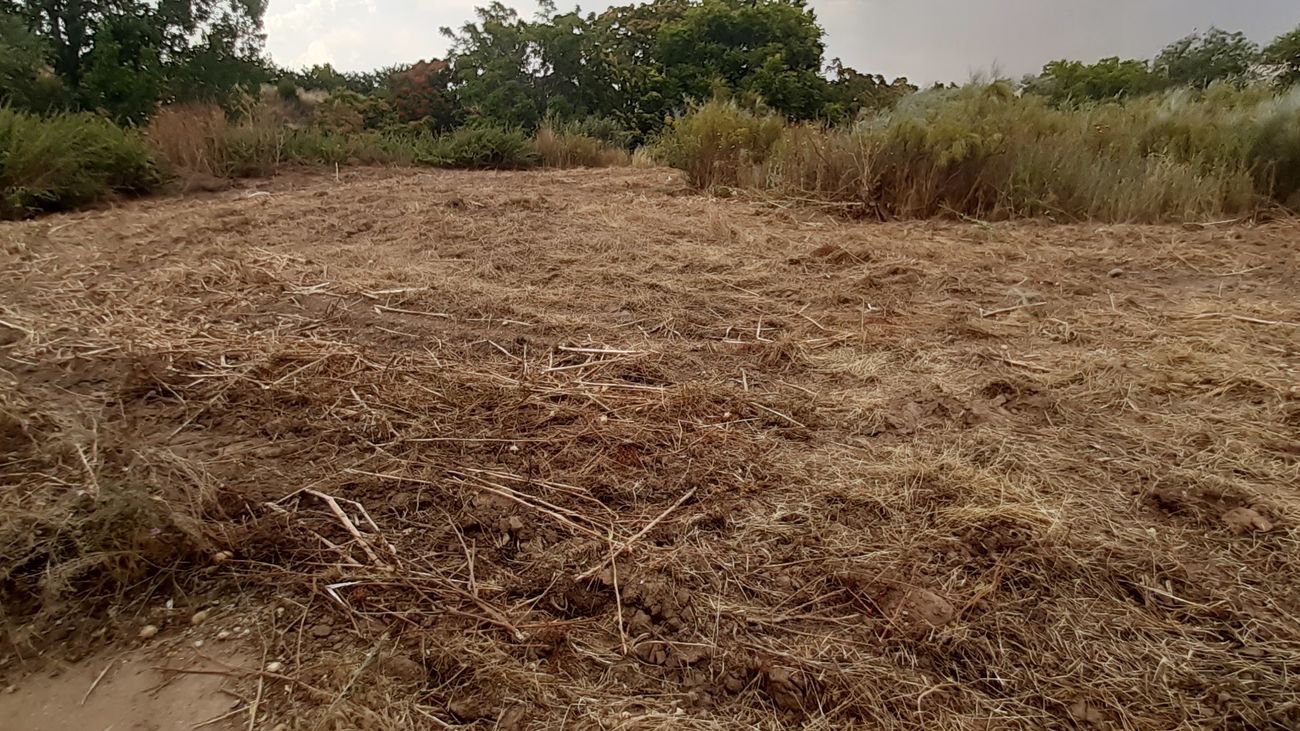 Un desbroce en Pozuelo de Alarcón arrasa una plantación vecinal y escolar