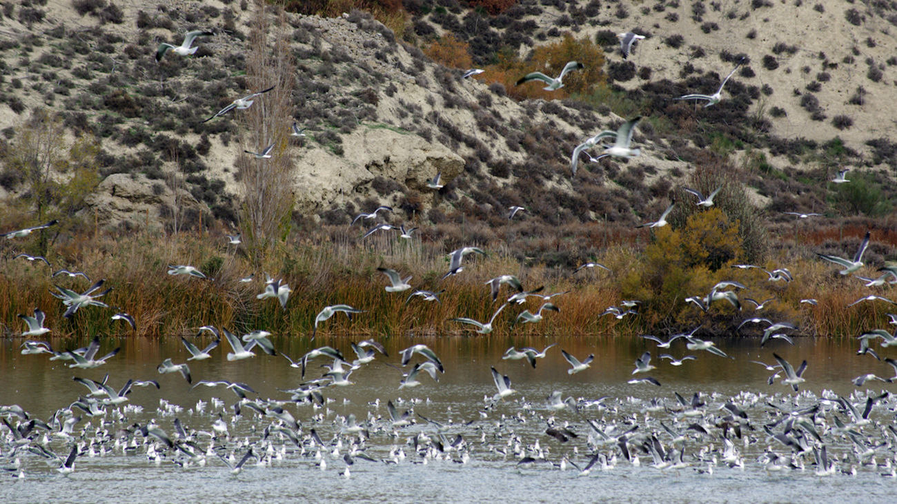La Comunidad celebra los 30 años del Parque Regional del Sureste